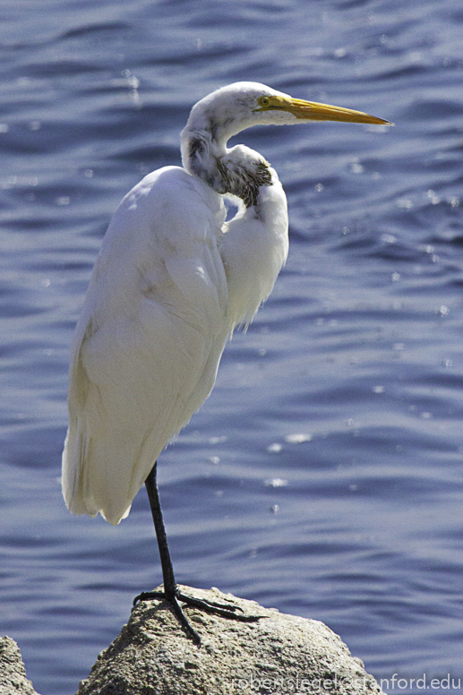 egret